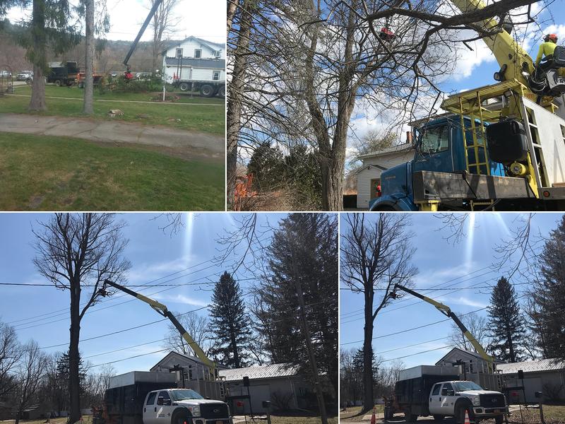 Select Logging & Tree Care