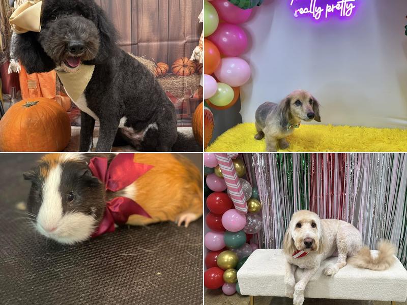 Barks & Bubbles Pet Grooming and Boarding