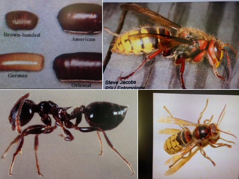 Suburban Pest Control of NC