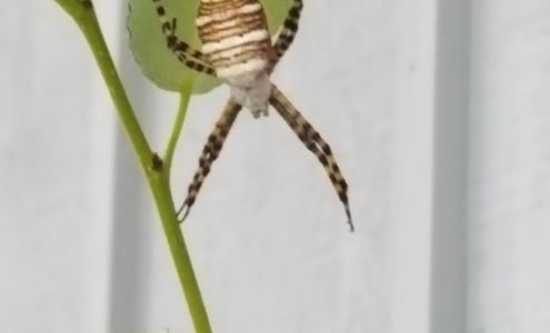 Peninsula Pest Control Port Hadlock-Irondale Washington 