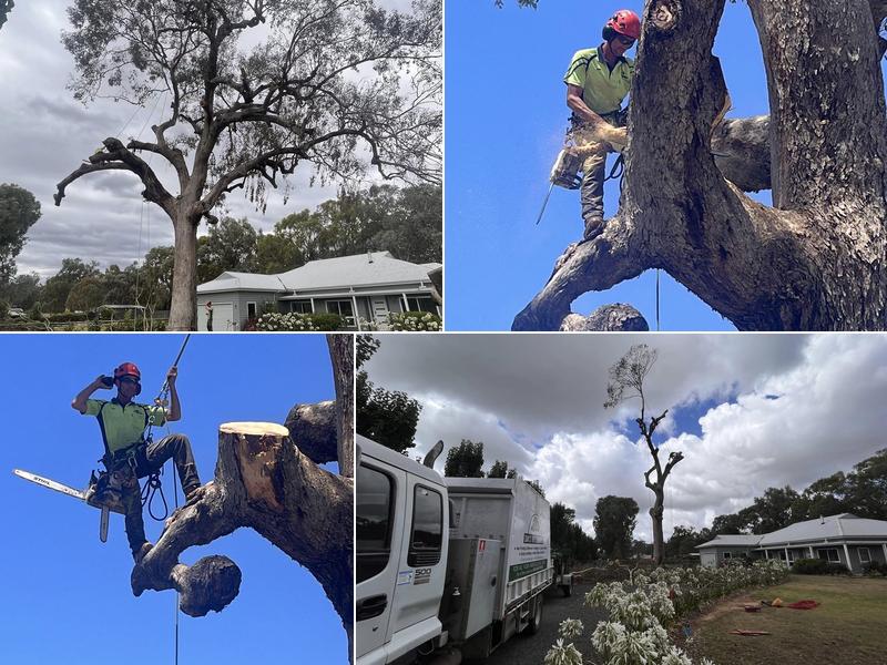 Dan's Tree Services