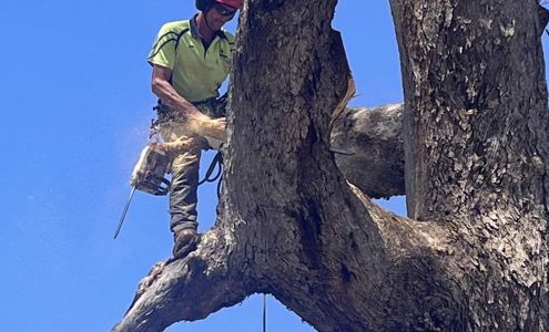 Dan's Tree Services 311 Perry Rd, Chestertown New York 12817