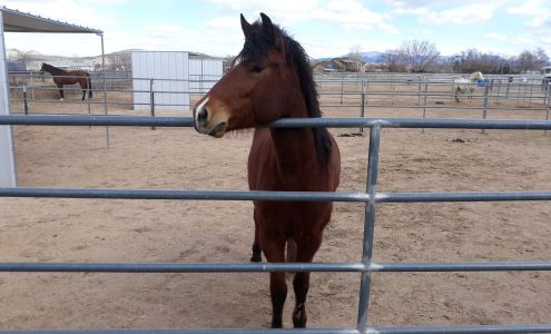 Yavapai Humane Society Equine Center