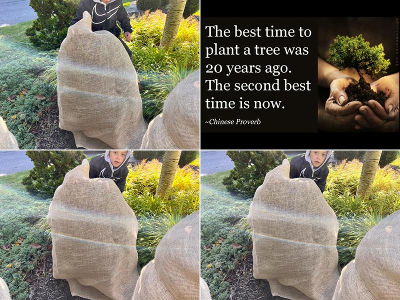 Gardens by J Tortomasi