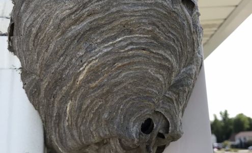 ProStar Pest Services