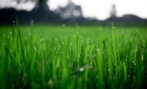 GrassRoots Lawn Specialists