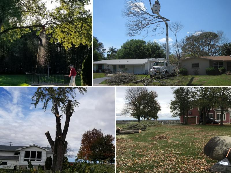 Prim and Proper Tree Service