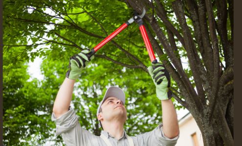 From The Ground Up Tree Service Grove St, Keeseville New York 12944