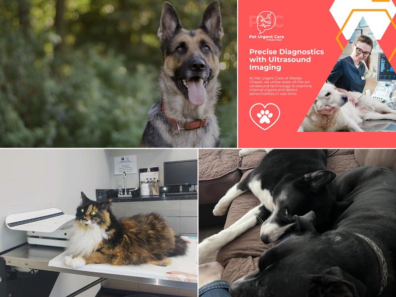 Pet Urgent Care of Wesley Chapel