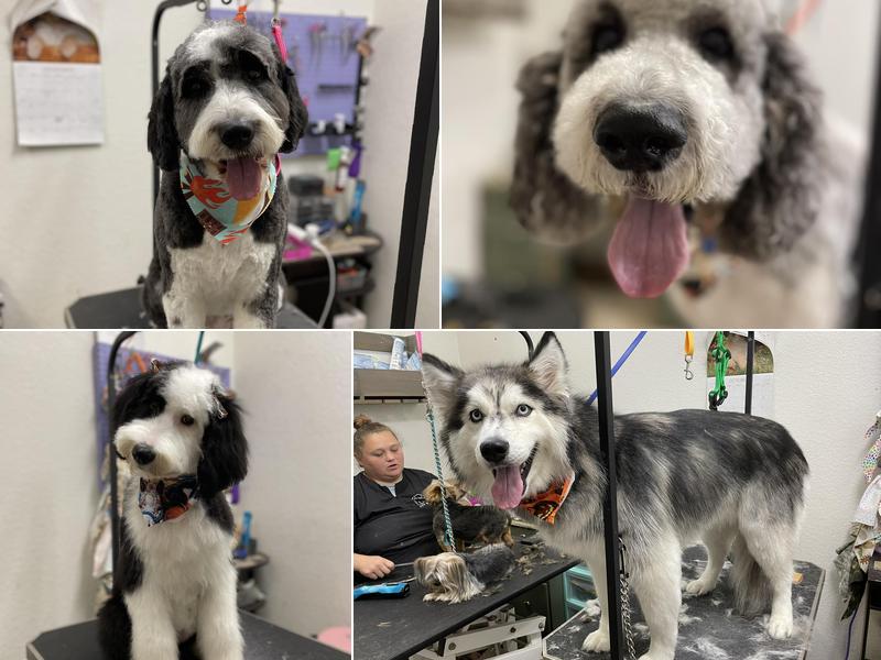Farmington Grooming Parlor