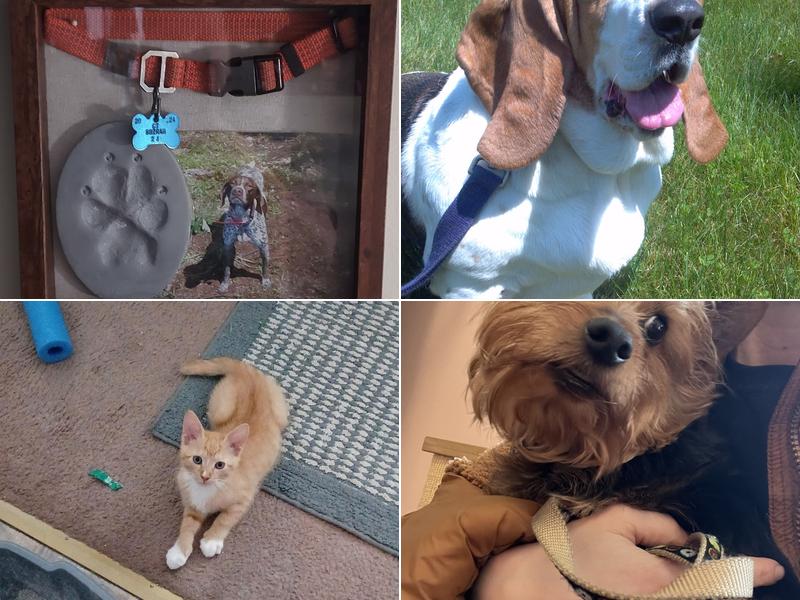 Connecticut Mobile Veterinary Services, LLC