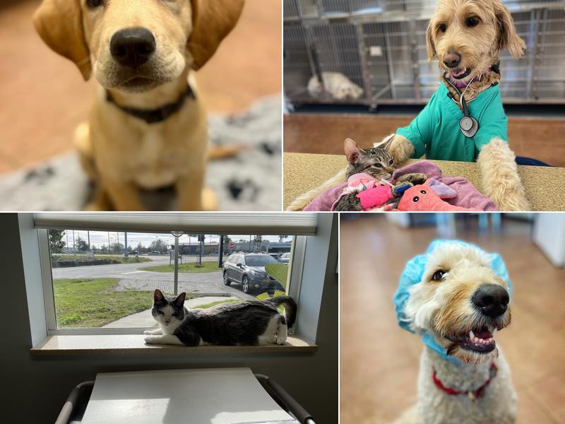 Furry Friends Veterinary Center