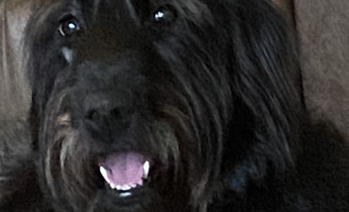 Shelter Animals Advocates Graniteville