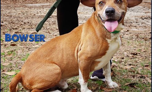 Barnwell County Animal Shelter