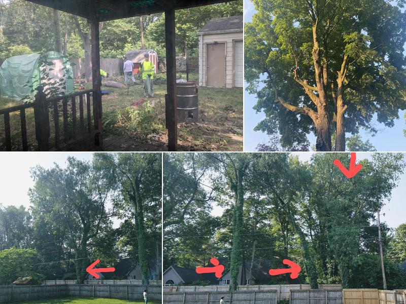 Avina's Tree Service