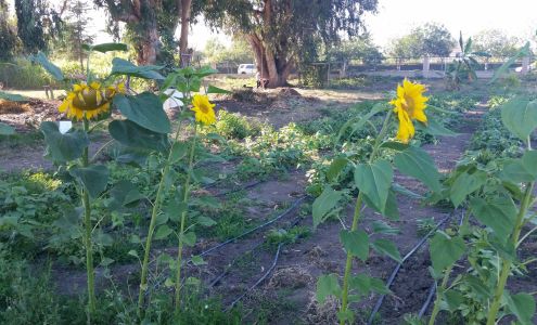 Community Roots Garden