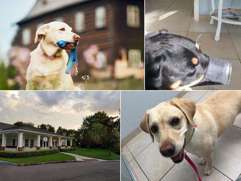 Southeast Veterinary Oncology and Internal Medicine - SEVOMED