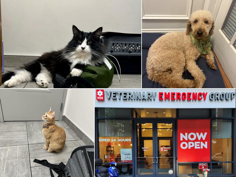 Veterinary Emergency Group