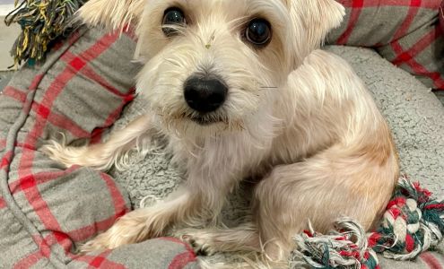 Haines City Pet Hospital LLC: Trotter Kristyn DVM 4001 Hwy 17, Haines City Florida 33844