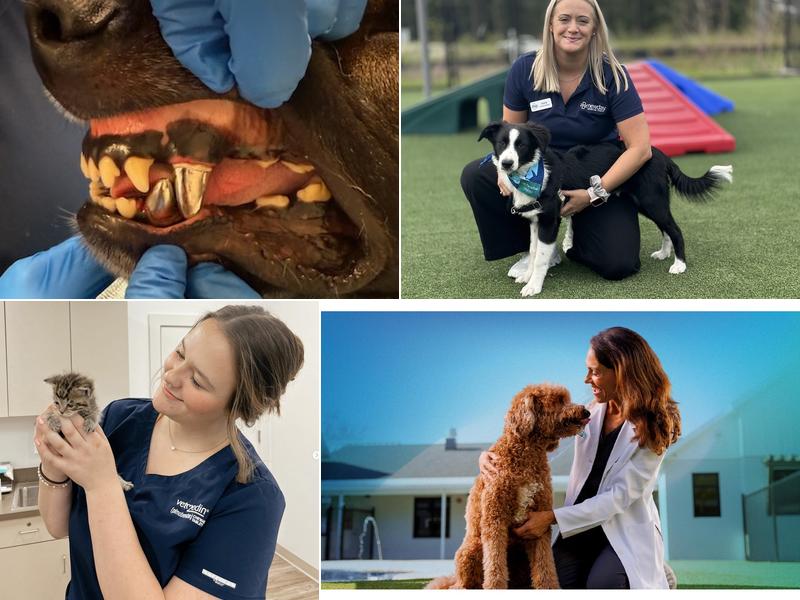 NewDay Veterinary Care