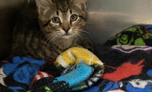 Angela M Compton DVM 3186 Linda Vista Ave, Fort Pierce Florida 34982