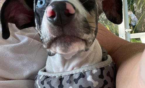 Cape Coral Animal Shelter & Veterinary Clinic