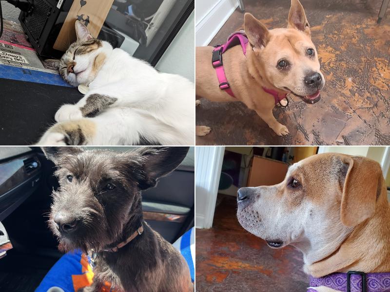 Robertson Mobile Vet