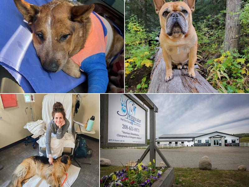 Springwater Veterinary Services