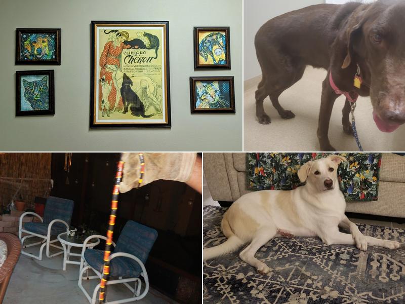 Animal Emergency & Crtcl Care: Christiansen Jeff DVM