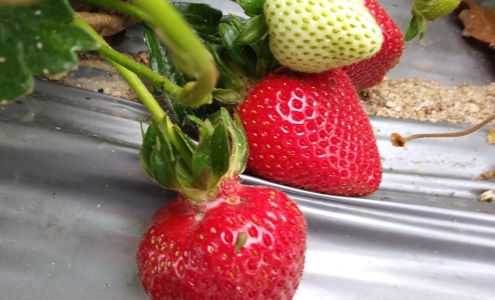 RC Farms LLC Gonzales