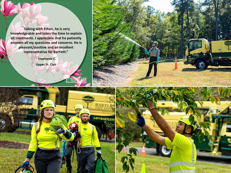 Bartlett Tree Experts