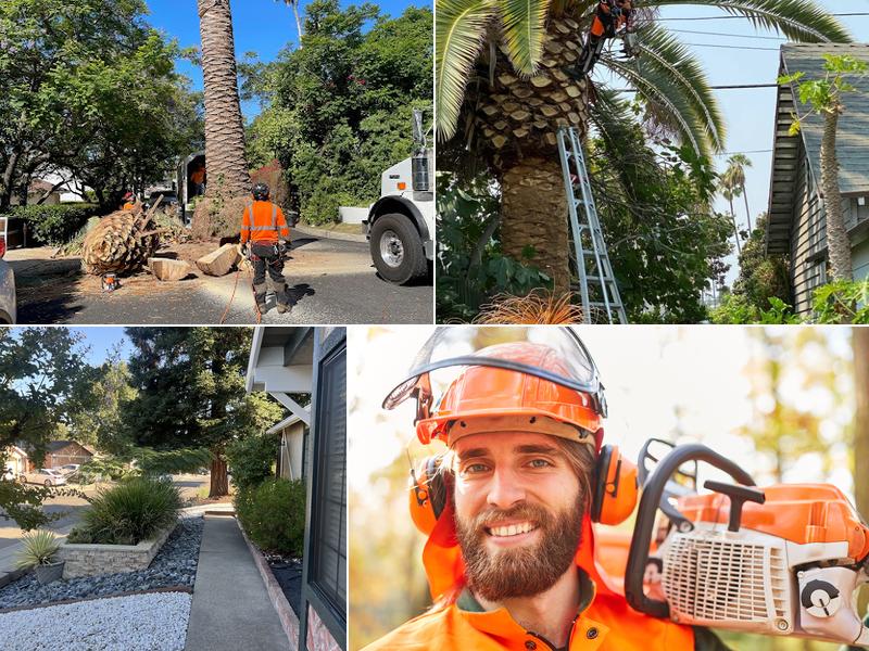 Citrus Heights Tree Service