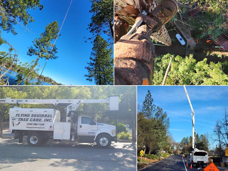 Flying Squirrel Tree Care, Inc.