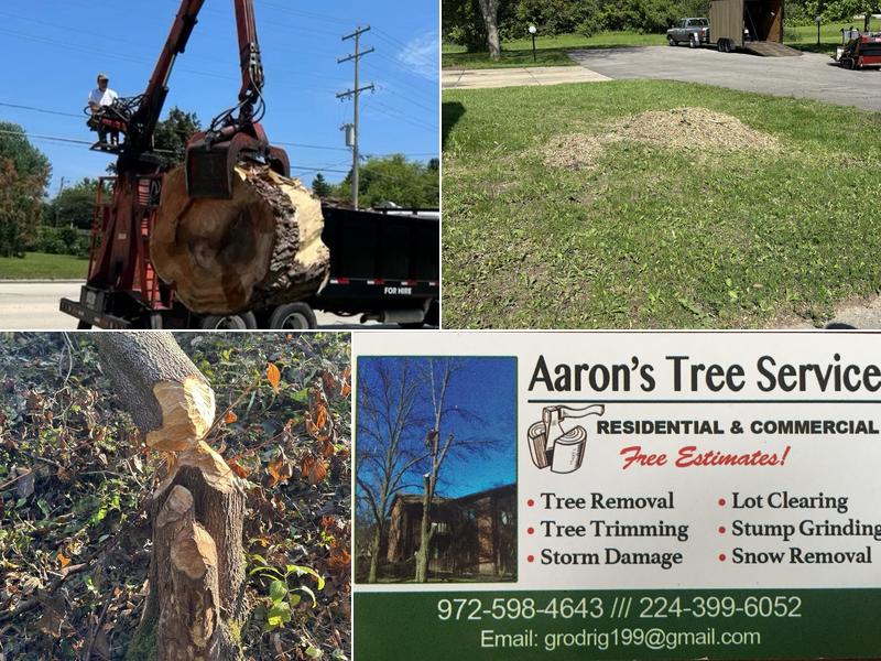 Aaron's Tree SVC