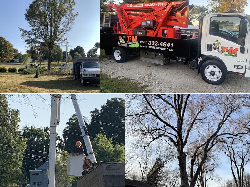T & M Tree Service