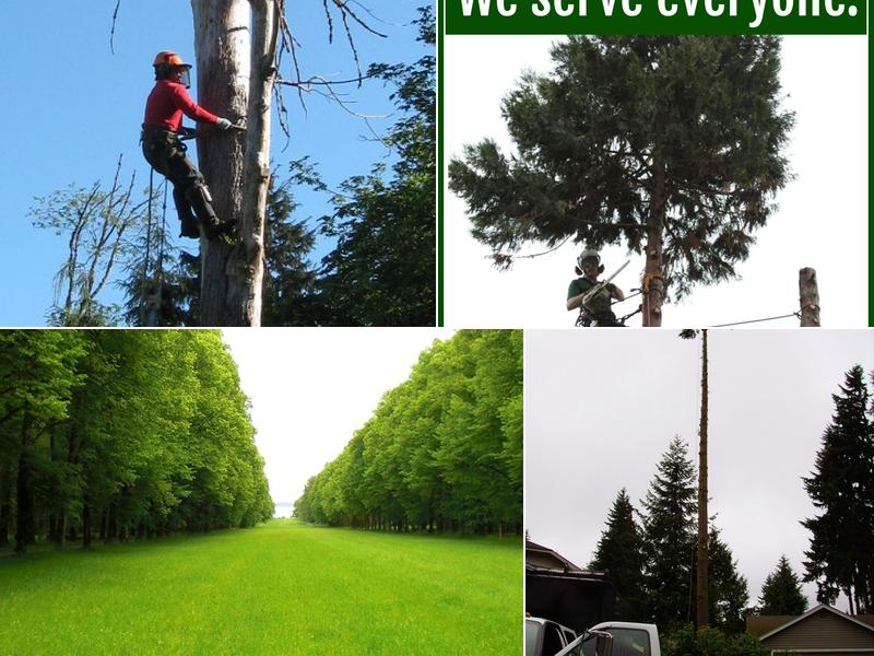 Chandler's Tree & Stump Service