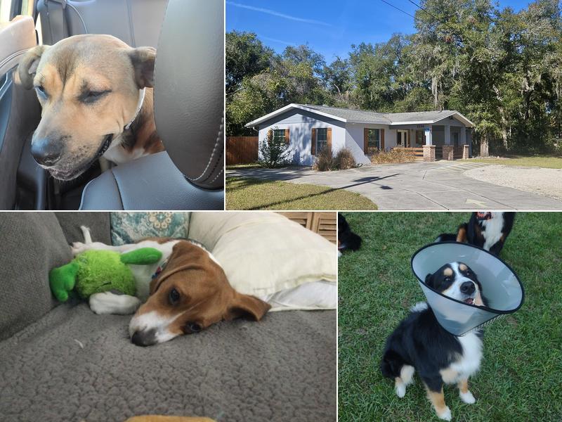 Snippet Low-Cost Veterinary Clinic LLC