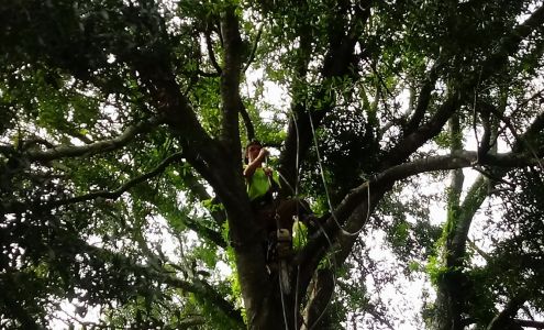 bryan jackson tree service 4919 Panther Trail, Keystone Heights Florida 32656