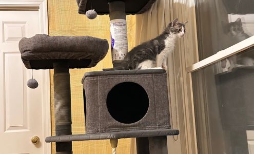 Furkids Pet Adoption & Community Resource Center