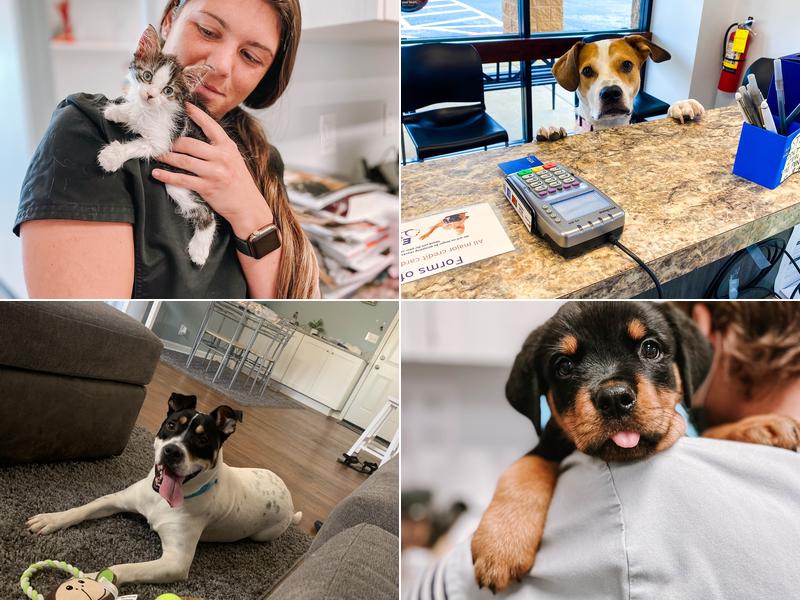 Express Vets Kennesaw