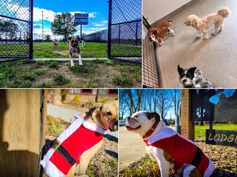 Great Paws Lodge & Day Camp