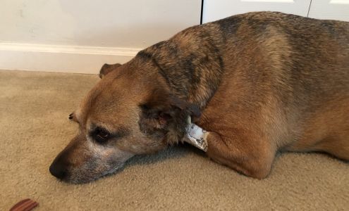 PetDentist 2800 N Martin Luther King Jr Dr, Decatur Illinois 62526