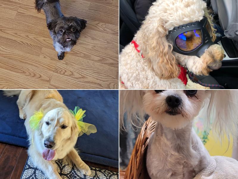 Auntie Kerry's Dog Grooming