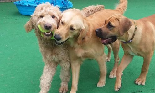 Deer Creek Doggie Day Camp