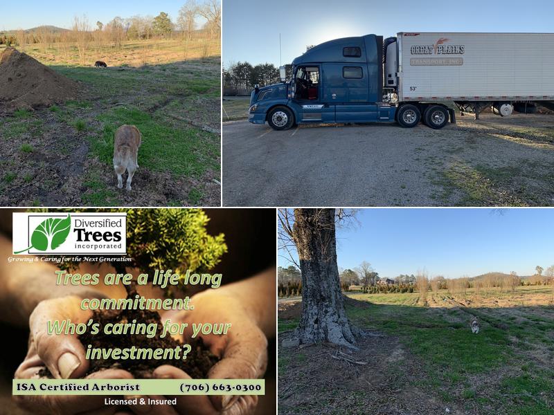 Diversified Trees Inc