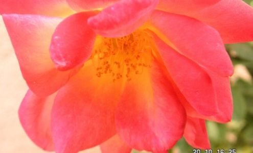 Ilex Farms Nursery, Inc.