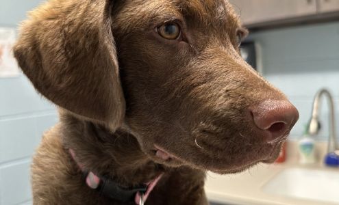 Flat Creek Veterinary Hospital: Grossenburg Tricia DVM