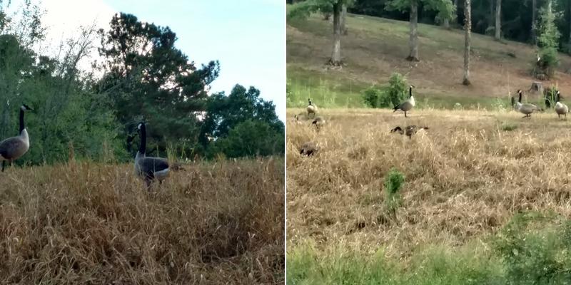 Florence Tree Service