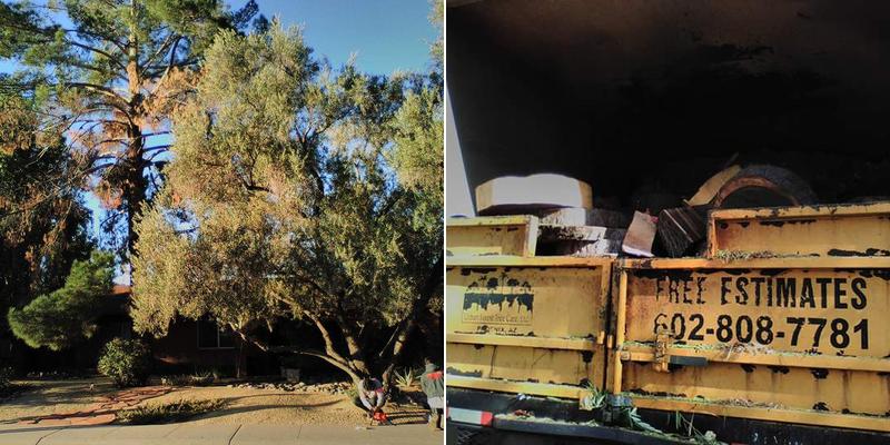 Urban Forest Tree Care