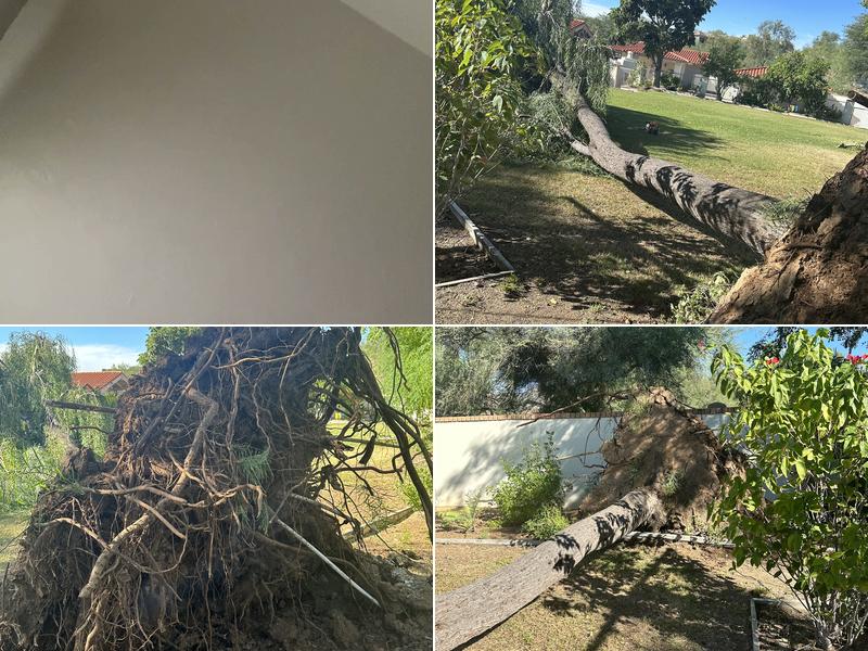 Flores complete lawn end tree service llc